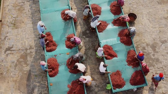 インド コーヒー 農園